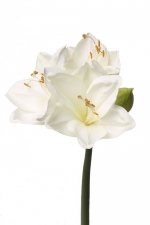 Amaryllis (hippeastrum) creme 54cm